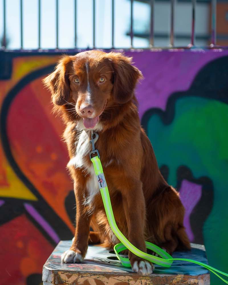Long Paws, Neon Webbing Dog Lead