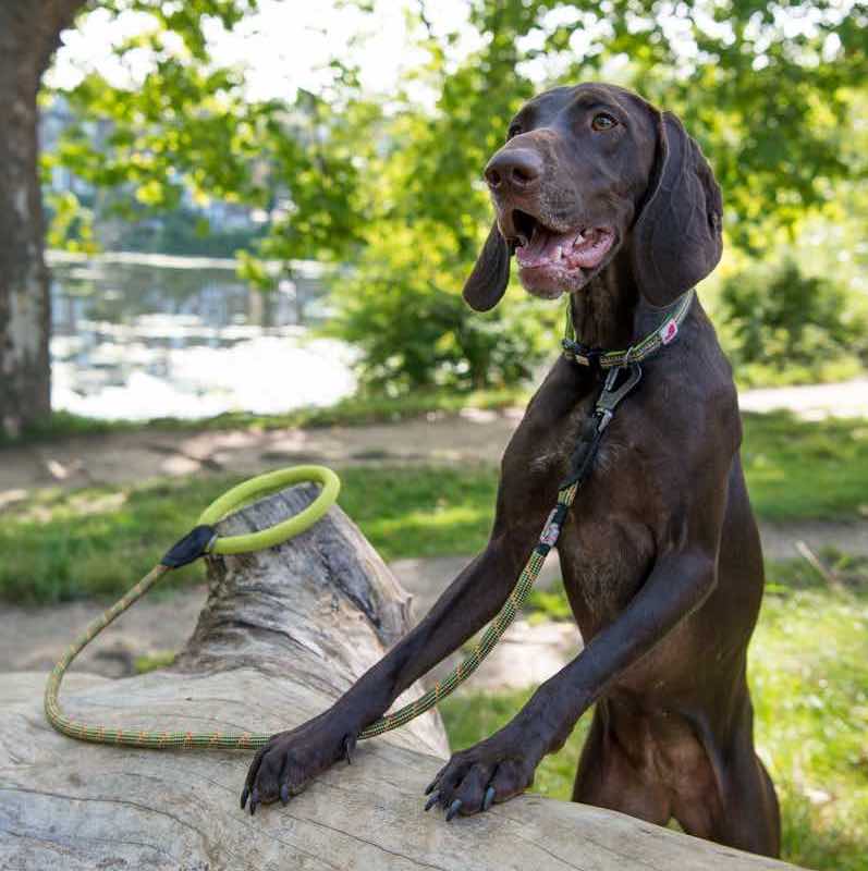 Long Paws, Comfort Rope Lead & Collar Set