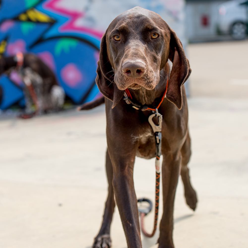 Long Paws, Comfort Rope Lead | Locking Screw Clip (Mark 3) | Black (with Orange Stripes)
