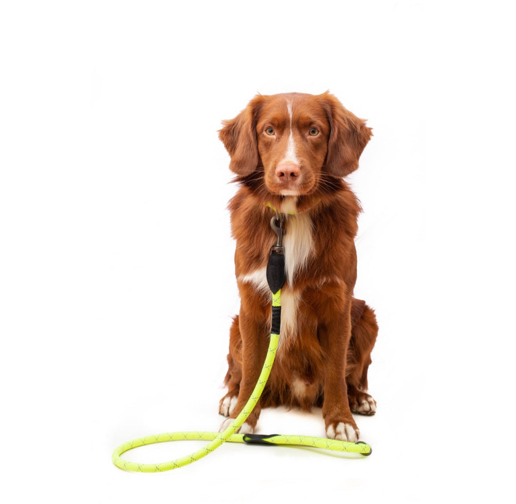 Long Paws, Neon Collar & Reflective Rope Lead Set